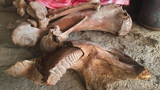 Kahramanmaraş’ta ‘mamut’ fosili bulundu