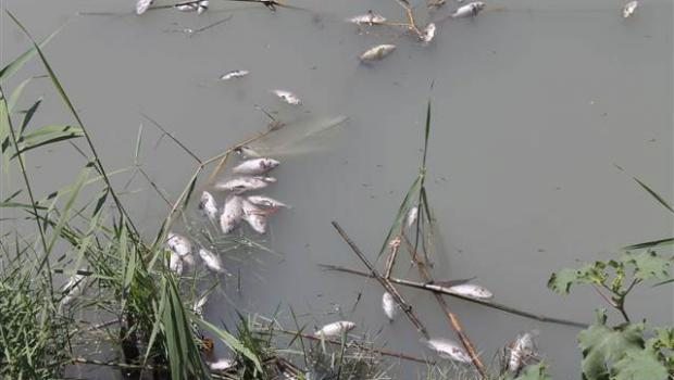 Mersin’de yüzlerce balık sulama kanalında öldü