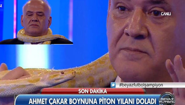 Ahmet Çakar canlı yayında piton yılanını boynuna doladı