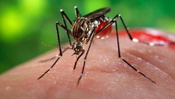 Zika virüsü daha da tehlikeli olabilir