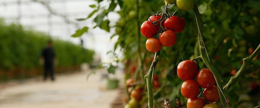 Rusya 2018'de 50 bin ton domates alırız