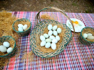 Sakaryada mavi yumurta üretilecek