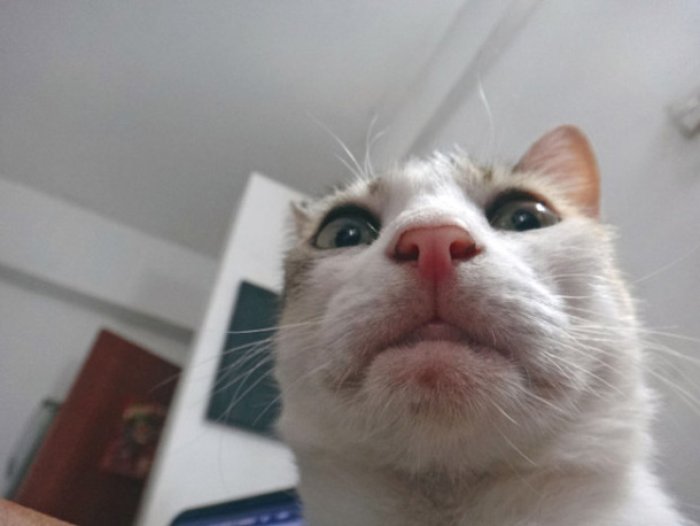 selfie-cekmenin-ustasi-kediler-12