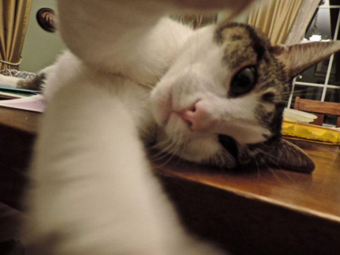 selfie-cekmenin-ustasi-kediler-14