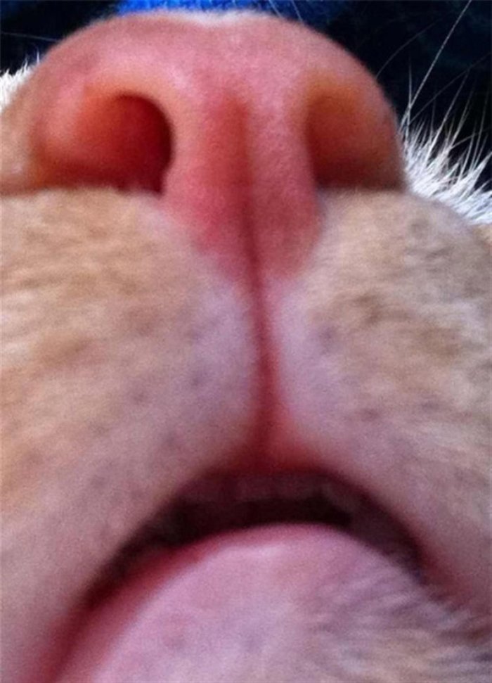 selfie-cekmenin-ustasi-kediler-16