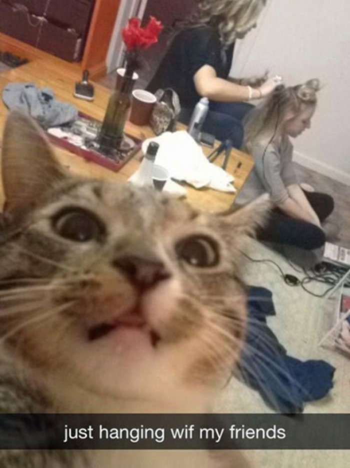 selfie-cekmenin-ustasi-kediler-6