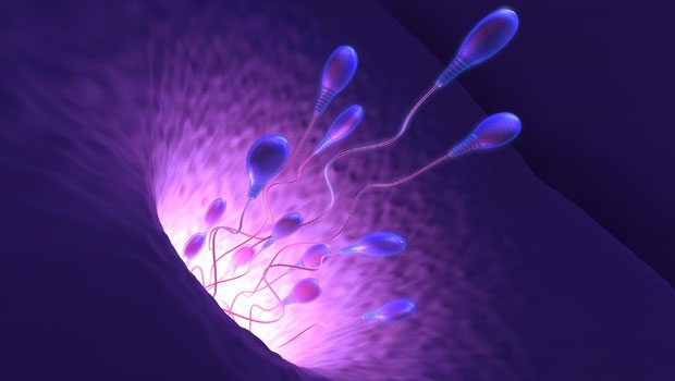 Sperm hakkında 10 gerçek