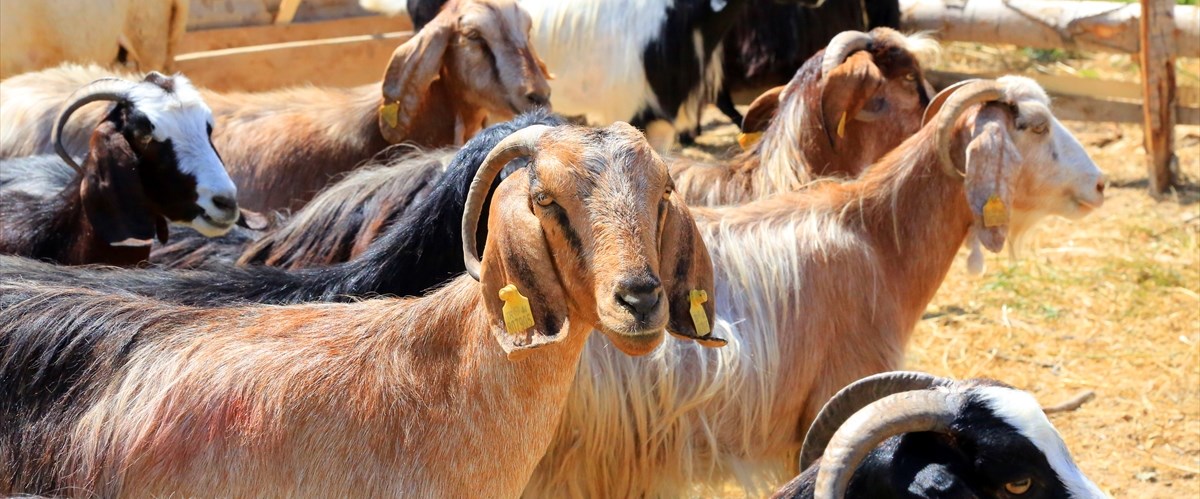 Diyanet Kredi kartı, banka kredisi ve taksitle kurban kesilir