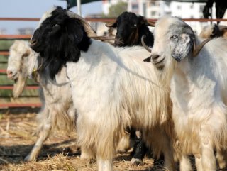 Sokakta kurban kesene 203 lira ceza kesilecek